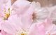 Плитка Декор Belleza Букет Розовый букет 07-00-5-09-01-41-663 25x40 - 1
