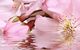 Плитка Декор Belleza Букет Розовый букет 07-00-5-09-01-41-664 25x40 - 1