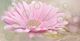 Плитка Декор Belleza Мечта Песочный цветок 04-01-1-08-05-23-370-1 20x40 - 1