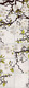 Плитка Декор Jasba Senja Pure Big Motif Cherry Flower Natural White 20.7x62.9 - 1