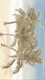Плитка Декор Ceradim Tropic Dec 3 25x45 - 1